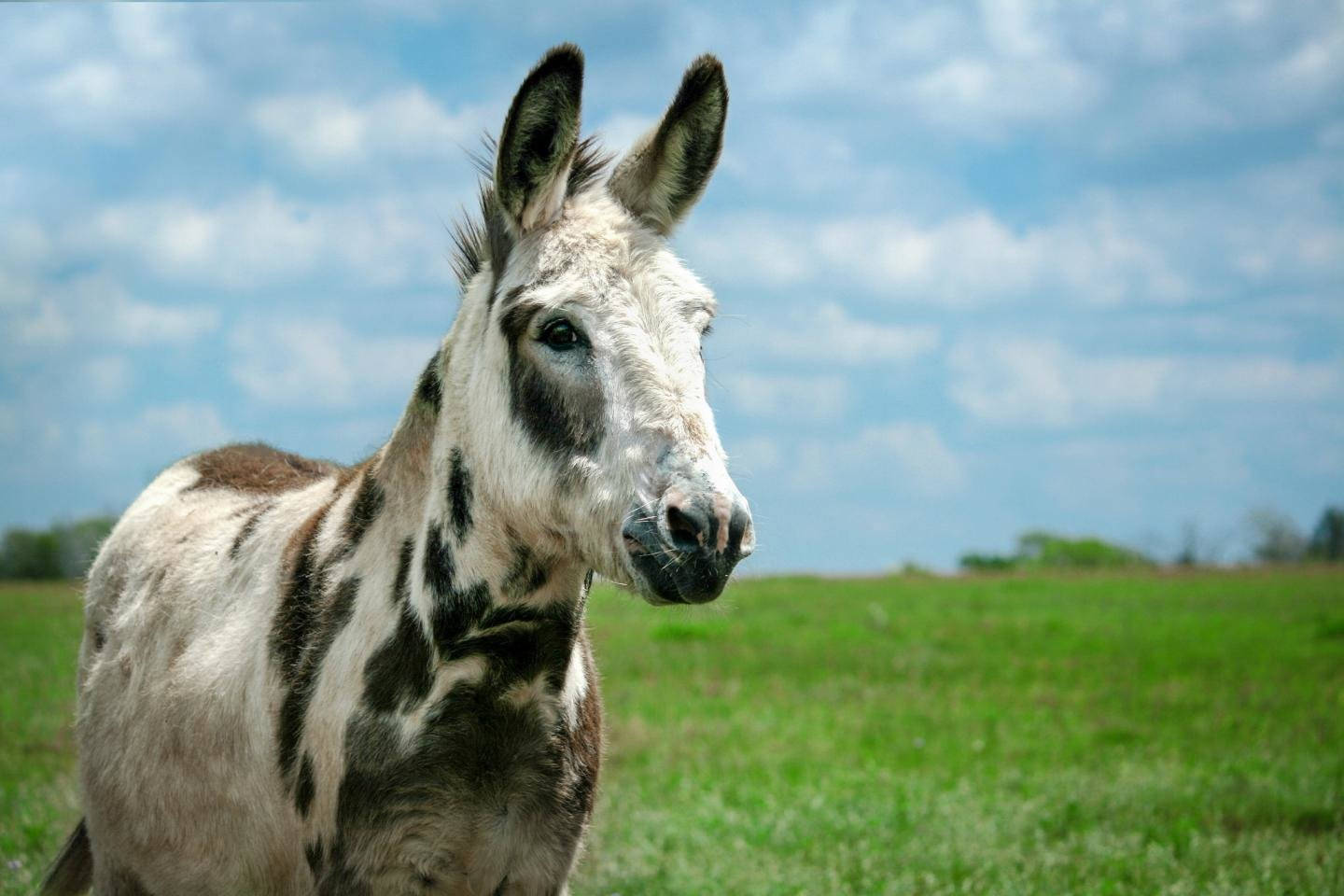 White And Brown Donkey Wallpaper