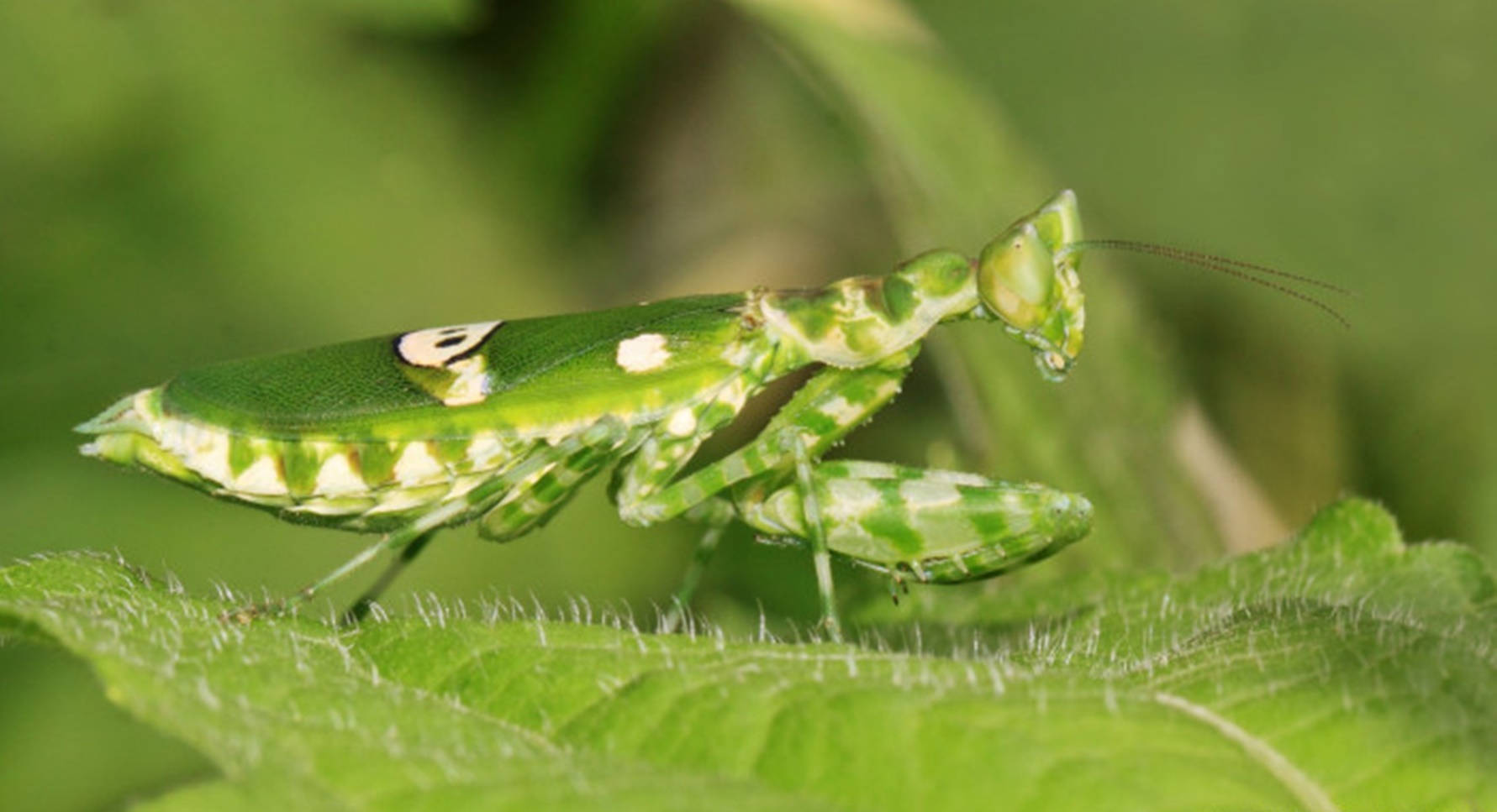 White And Green Praying Mantis Wallpaper