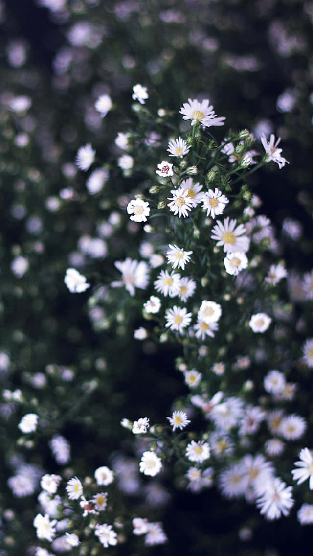 White And Green Spring Daisy Iphone Wallpaper