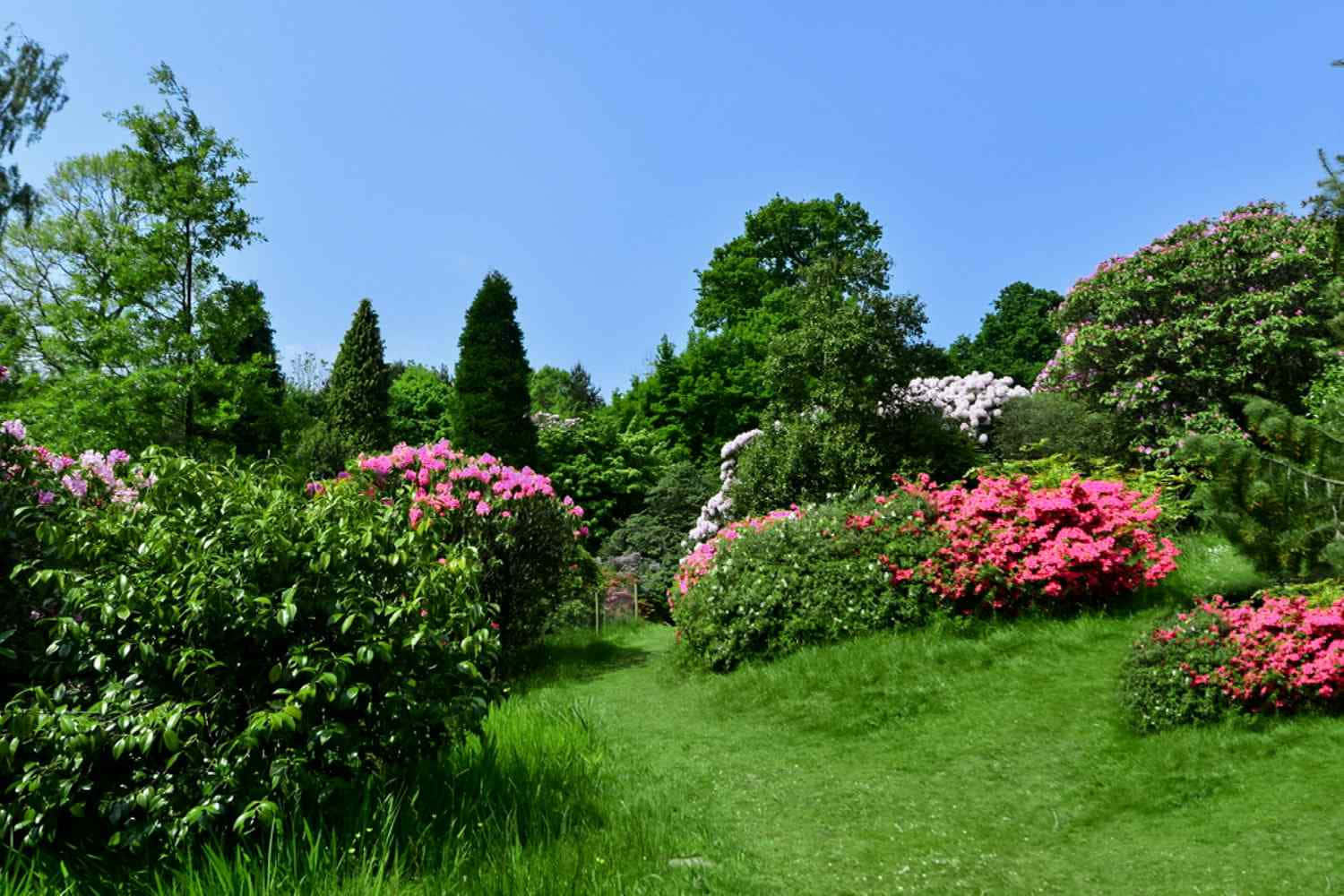 White And Pink Flowers And Bushes Wallpaper