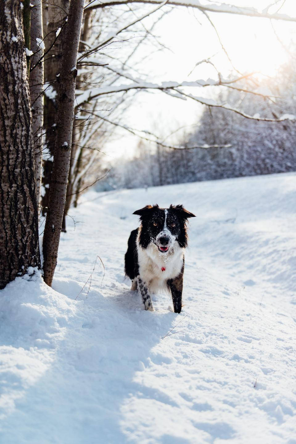 White Black Cute Puppy On Snow Wallpaper