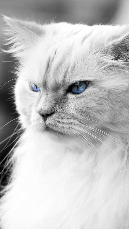 White Boss Cat Wallpaper