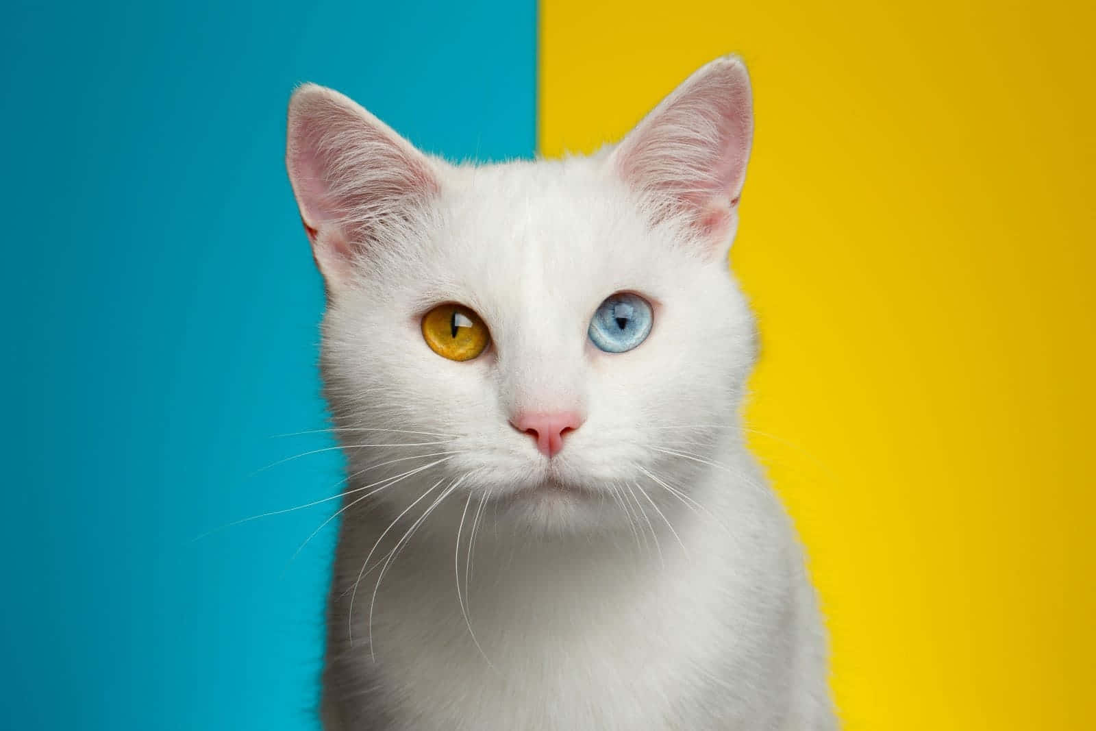 White Cat Blueand Yellow Eyes Wallpaper