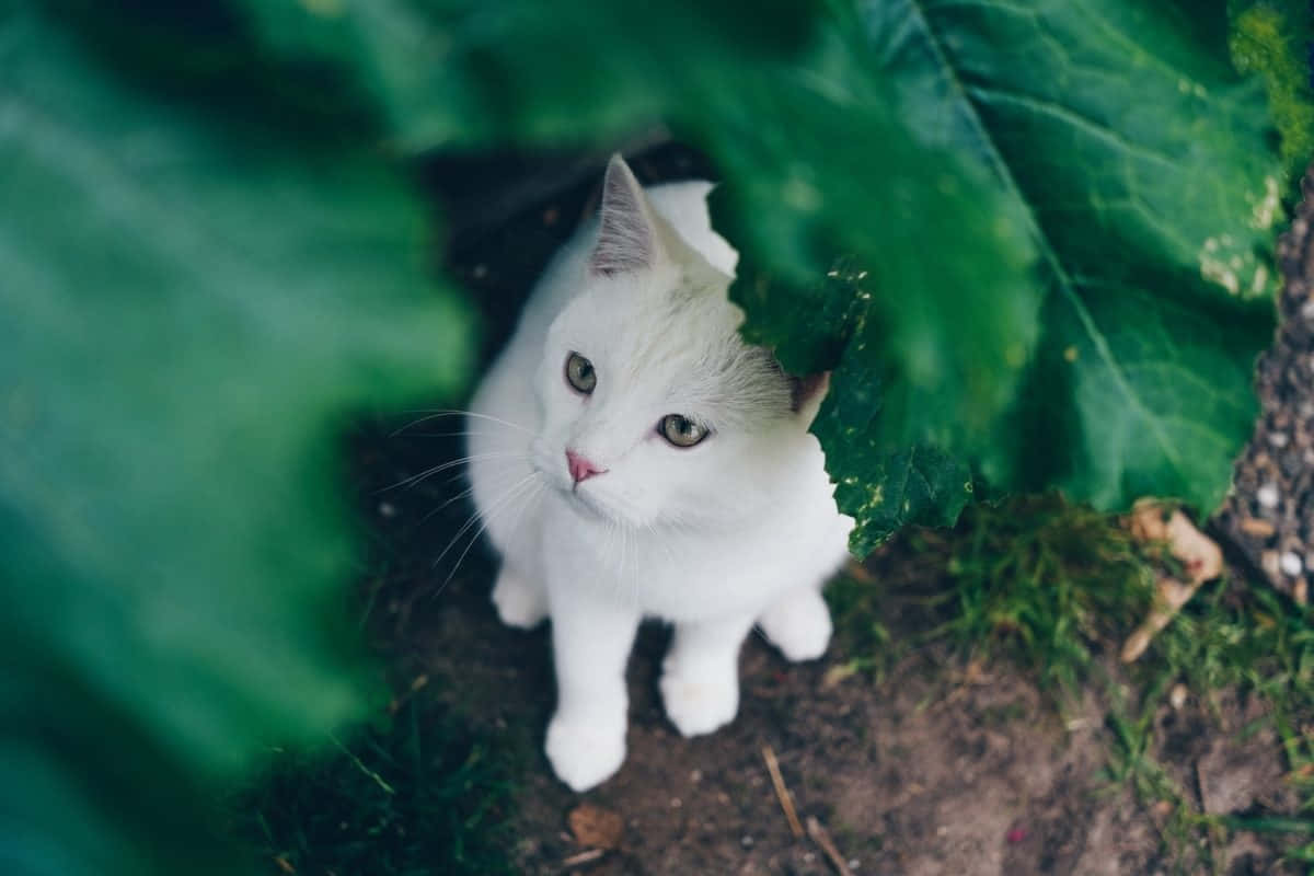 White Cat Under Green Leaves Wallpaper