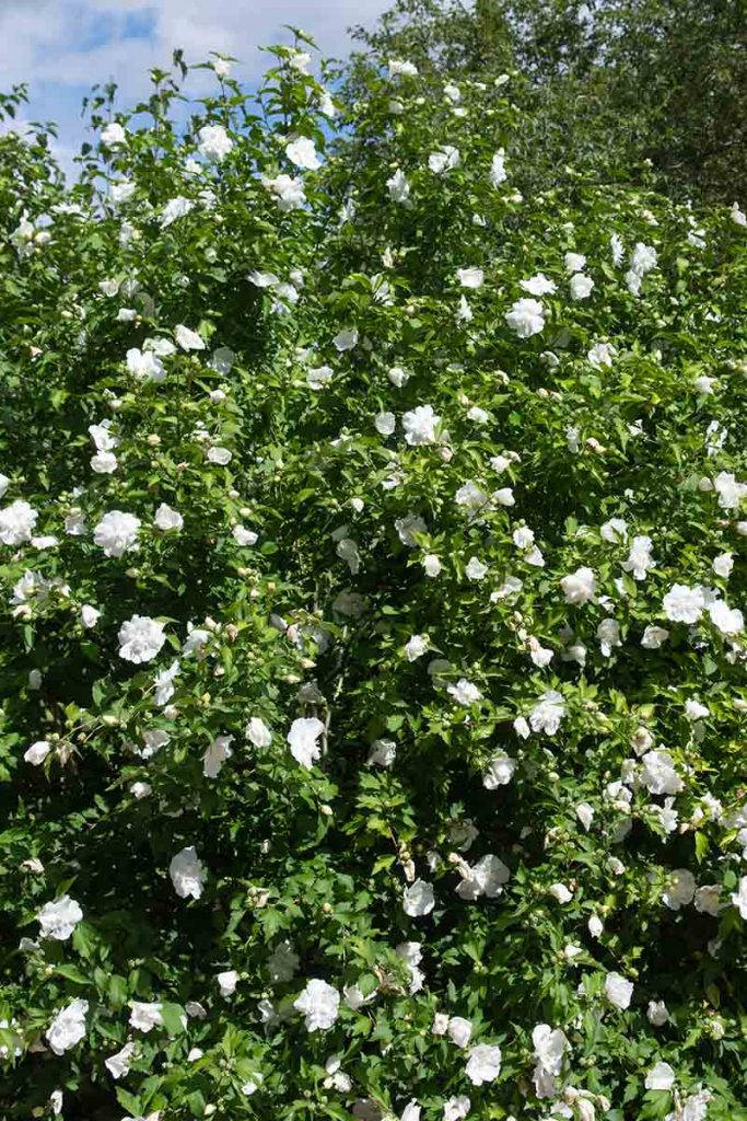 White Chiffon Hibiscus Wallpaper