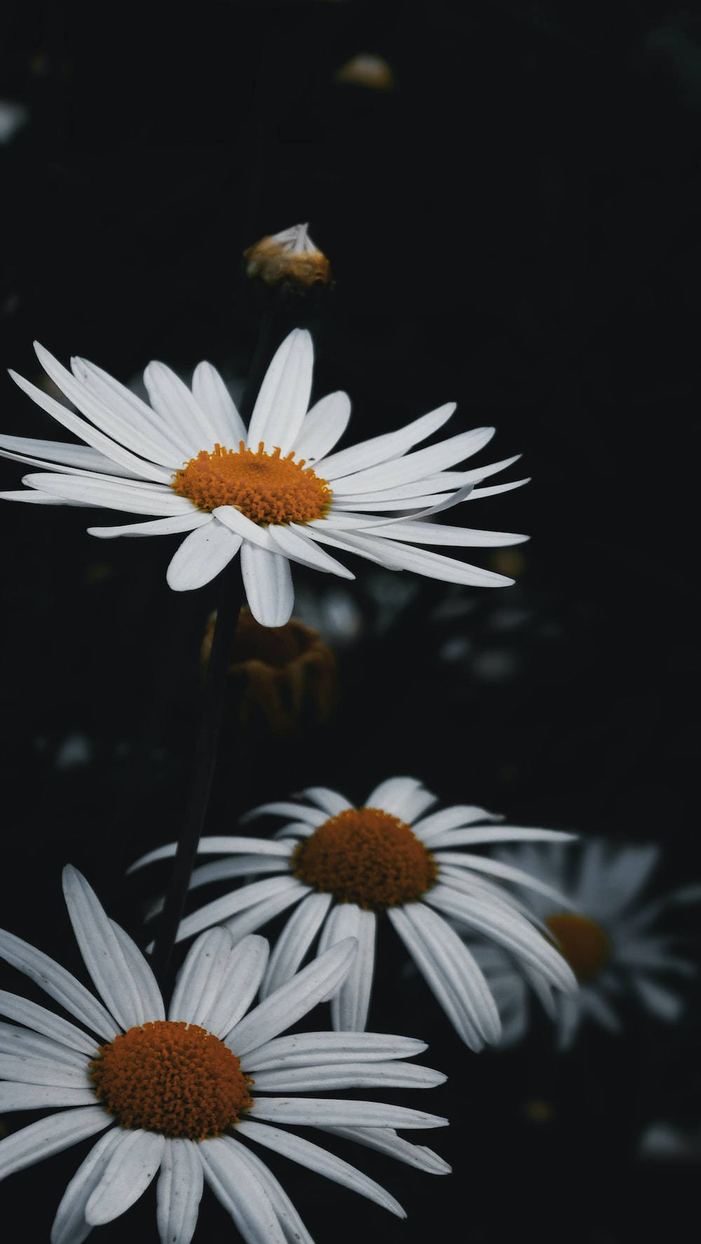 White Dark Yellow Floral Wallpaper