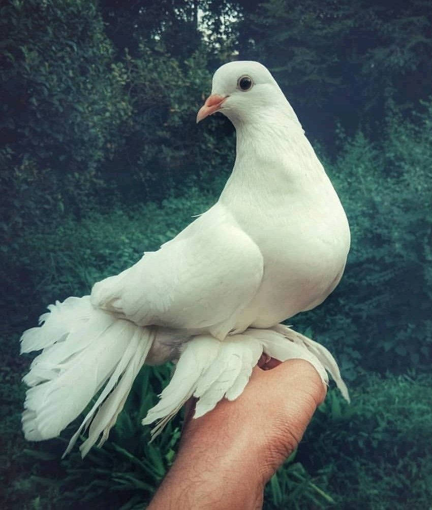 White Dove On A Hand Wallpaper