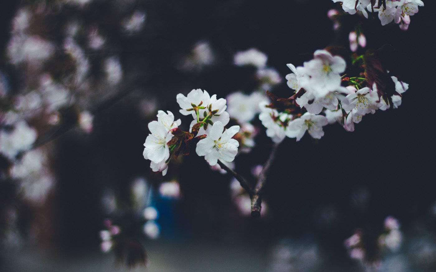 White Flower Dark Wallpaper