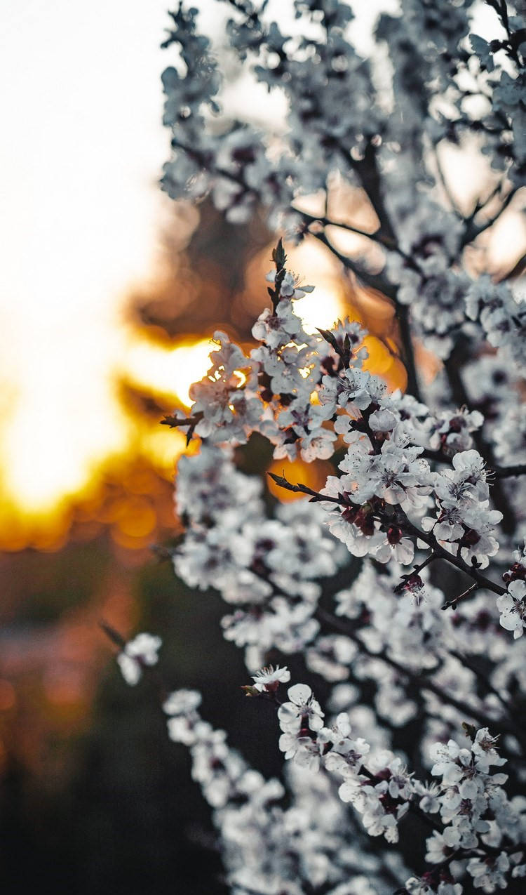 White Flowers Iphone Se 2020 Wallpaper