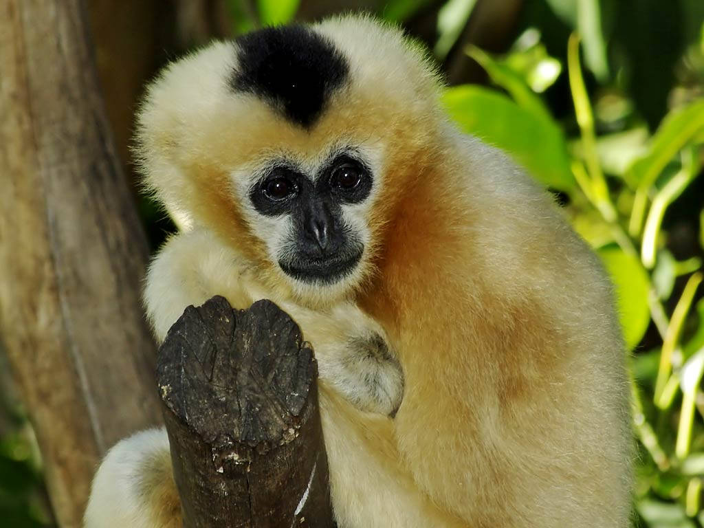 White Gibbon Up Close Wallpaper