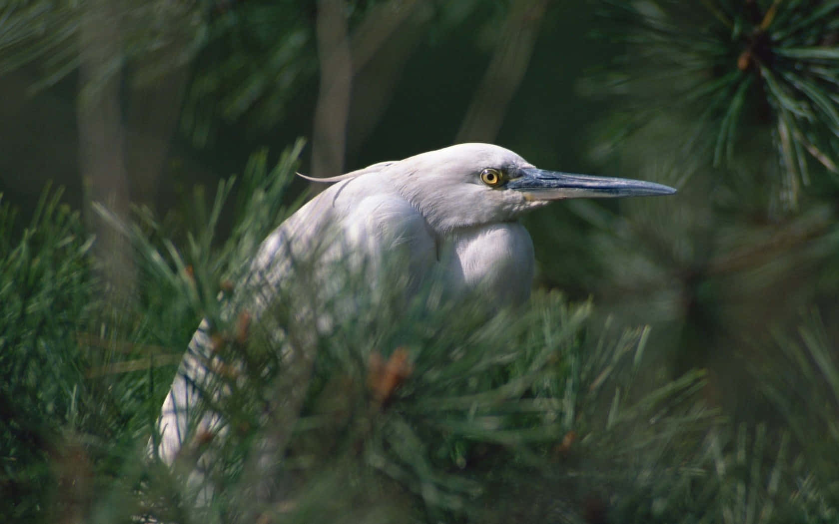 White Heron Amidst Pine Branches Wallpaper