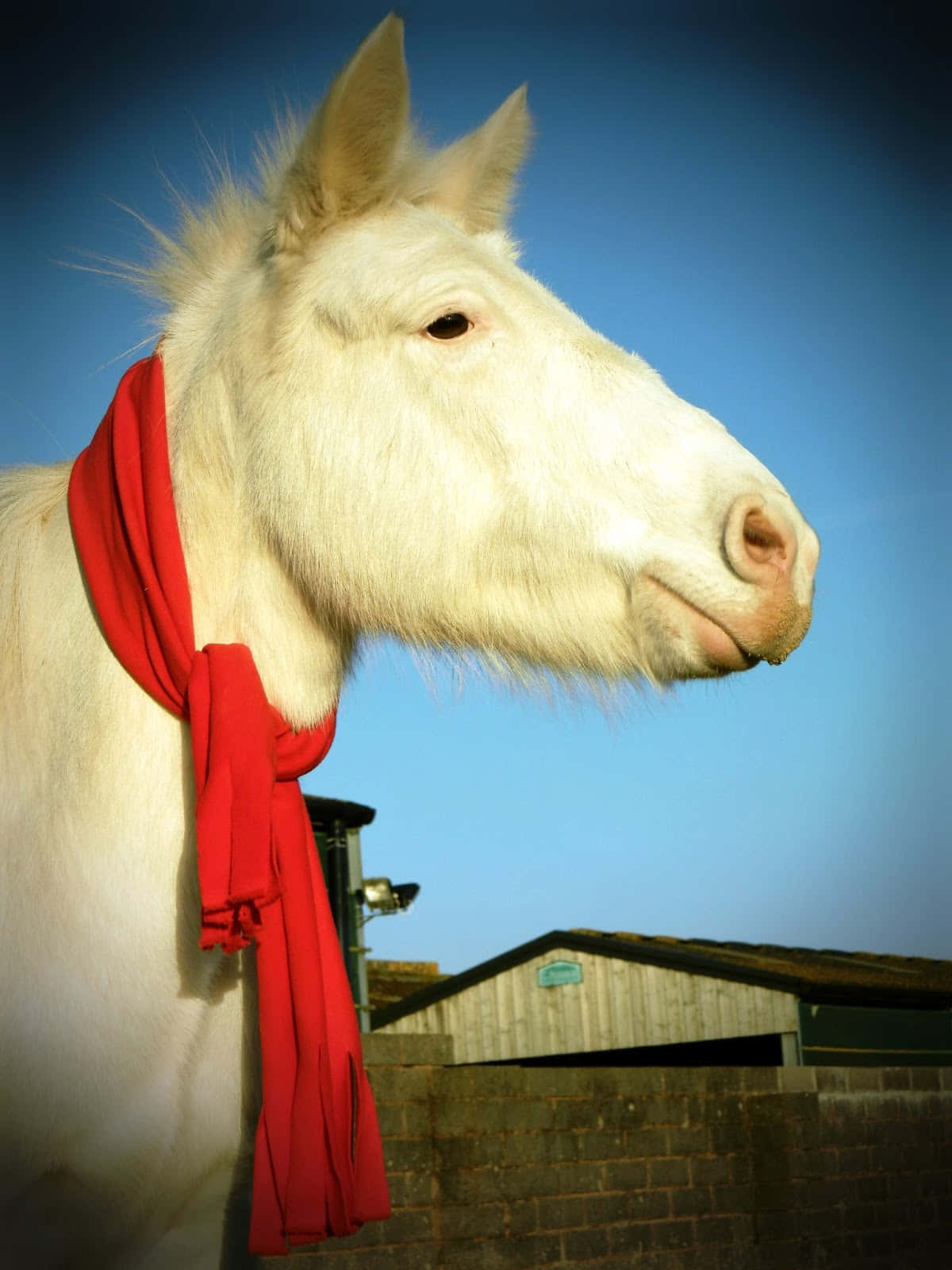 White Horse With Red Scarf Wallpaper