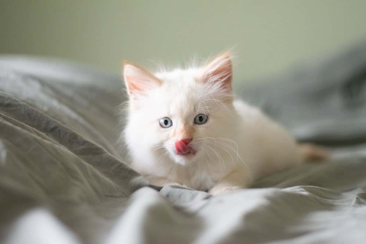 White Kitten Licking Lipson Bed Wallpaper