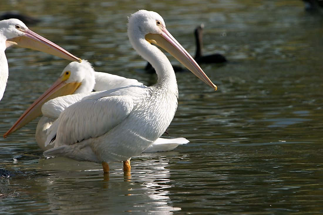 White Pelicans Wading Water.jpg Wallpaper