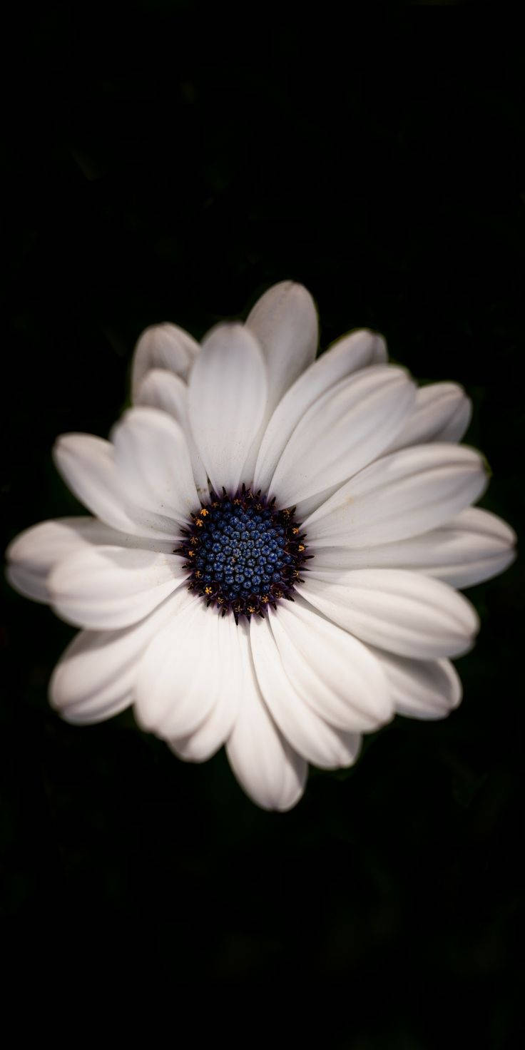 White Petal Floral With Blue Dark Wallpaper