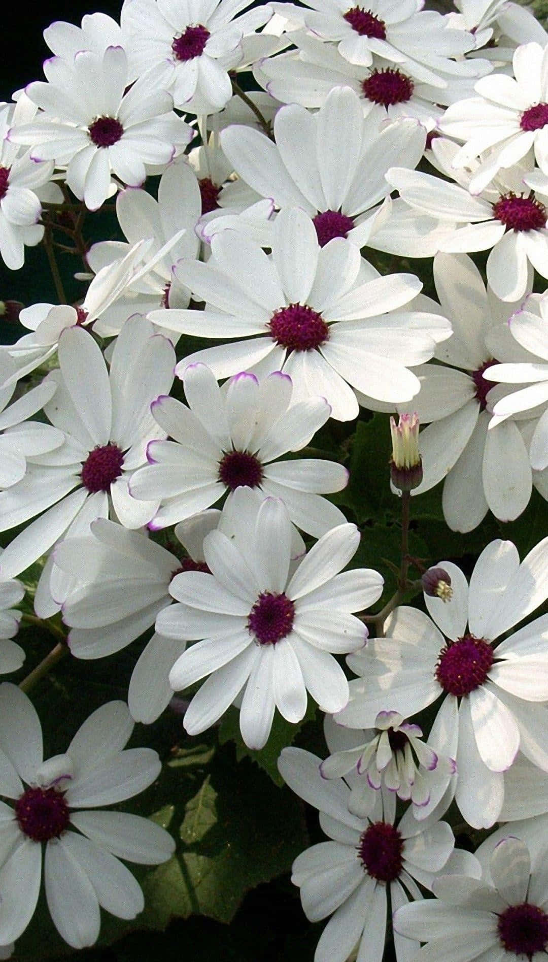 White Purple Center Daisies Wallpaper