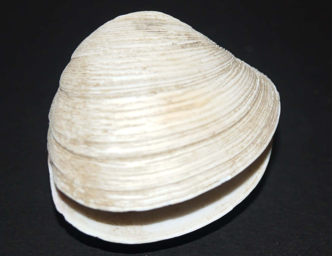 White Quahog Shellon Black Background Wallpaper