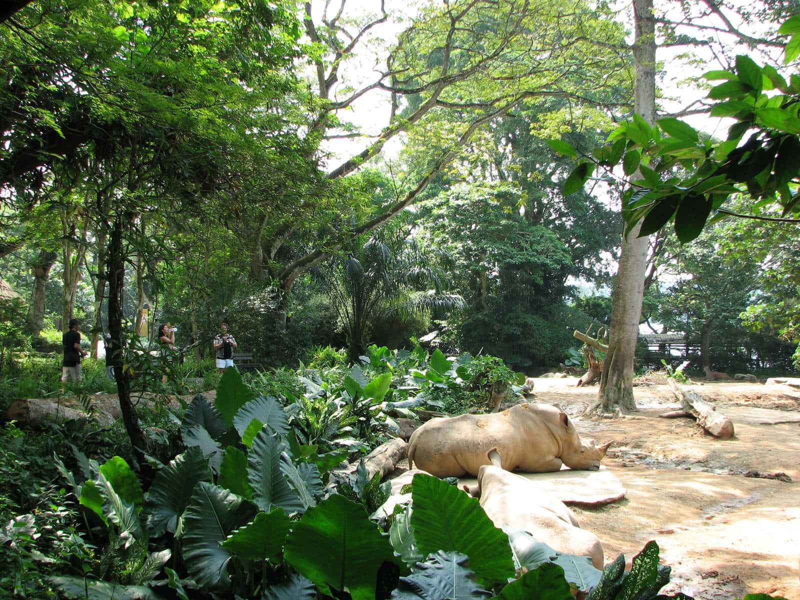 White_ Rhino_ Resting_ Singapore_ Zoo Wallpaper