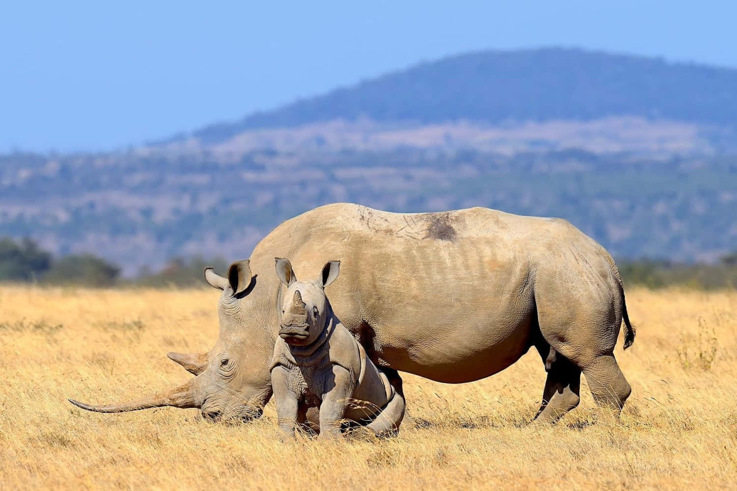 White Rhinoceros With Calf Restingin Savannah Wallpaper