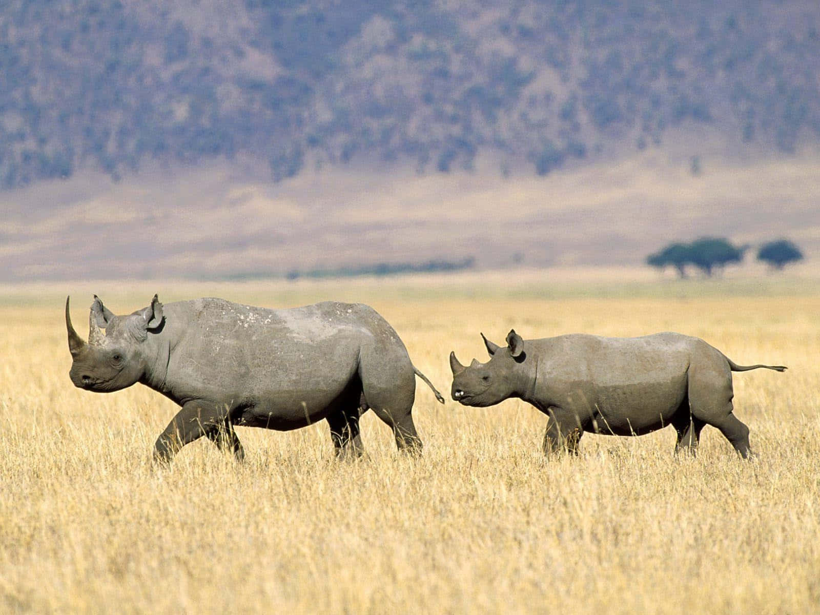 White Rhinocerosand Calfin Savannah.jpg Wallpaper