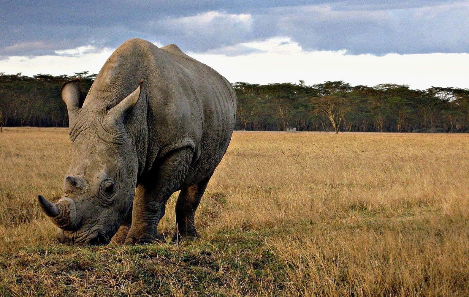 White Rhinocerosin Savannah Wallpaper