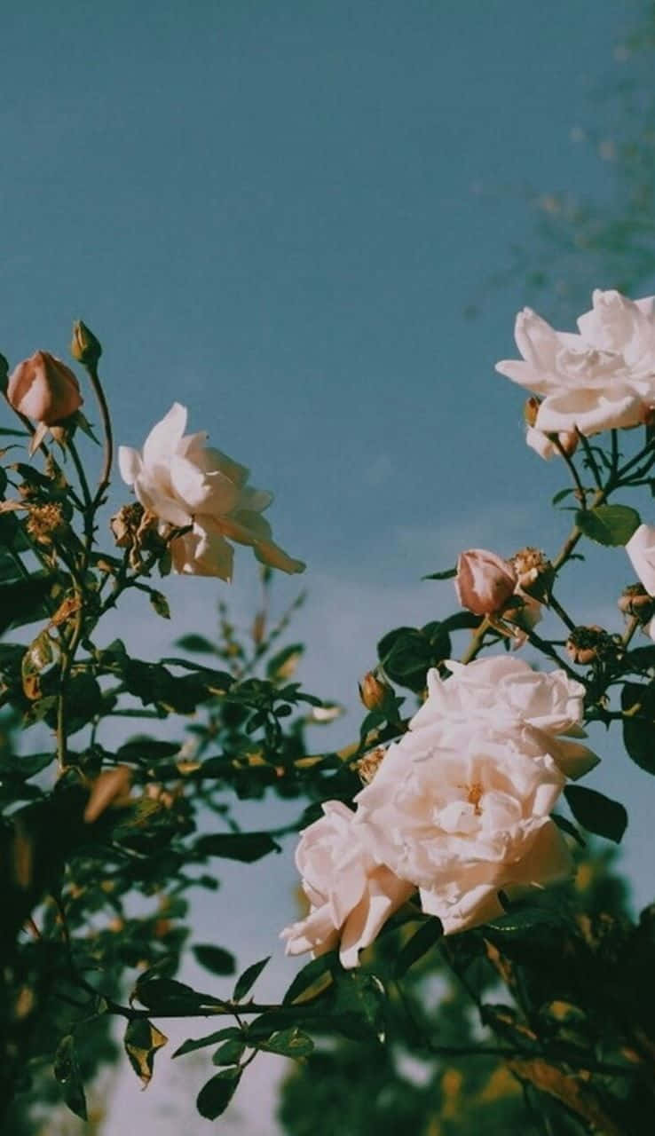 White Roses Nature Aesthetic Phone Wallpaper