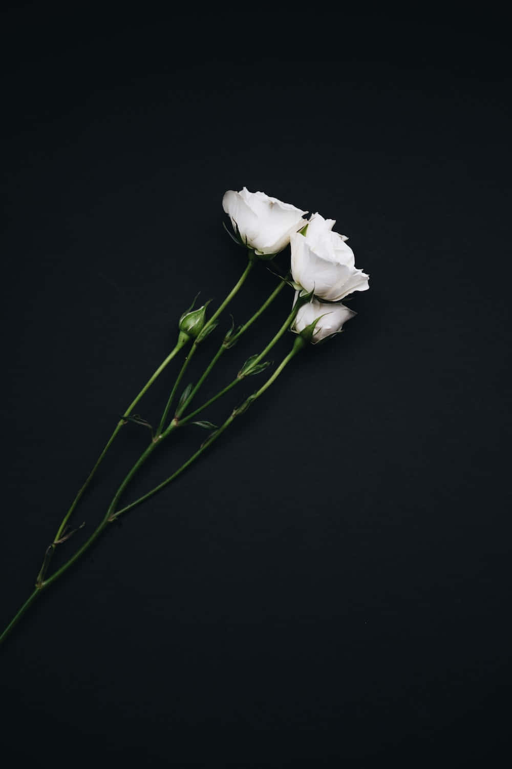 White Roses On A Black Background Wallpaper