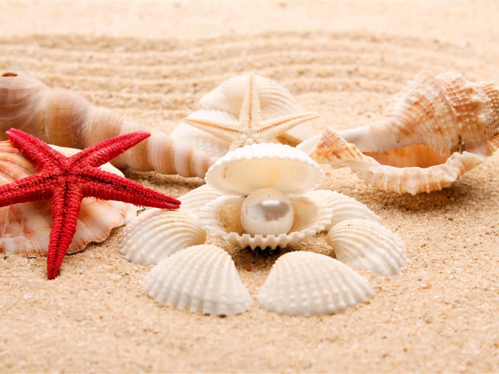 White Seashells With A White Pearl Wallpaper