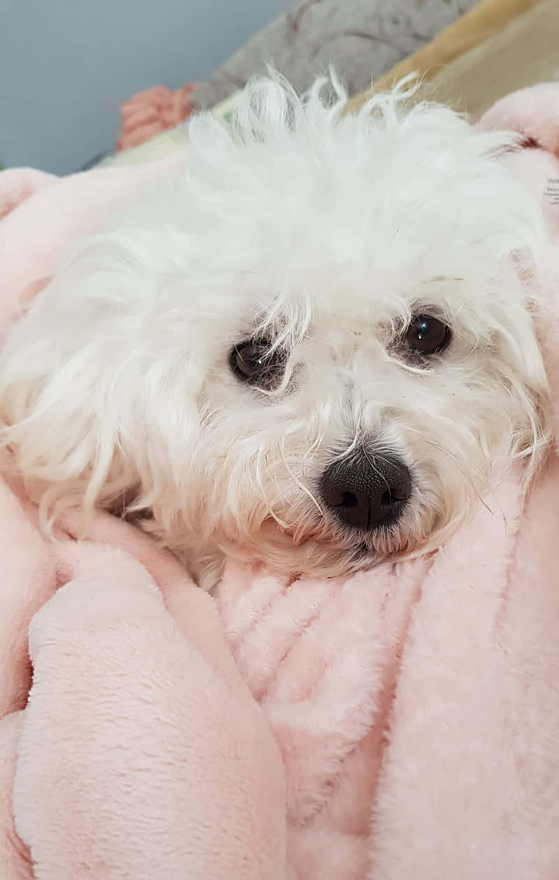 White Shaggy Dog Pink Blanket Wallpaper