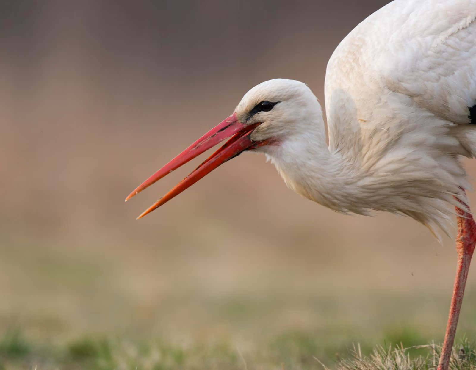 White Stork Close Up Portrait.jpg Wallpaper