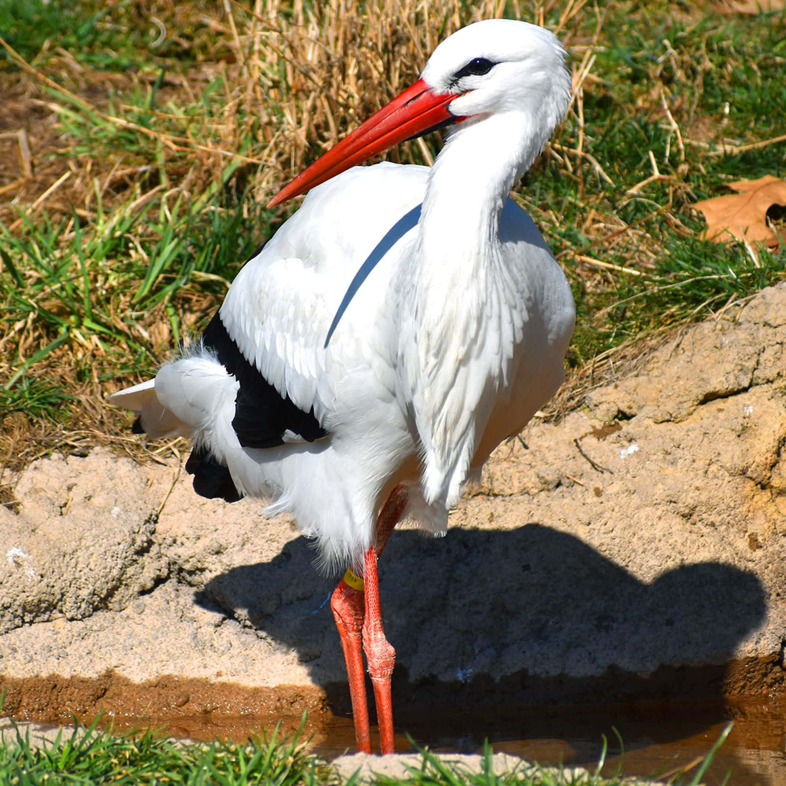 White Stork Standing Beside Water Wallpaper