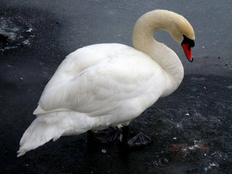 White Swan Birds In Nature Wallpaper