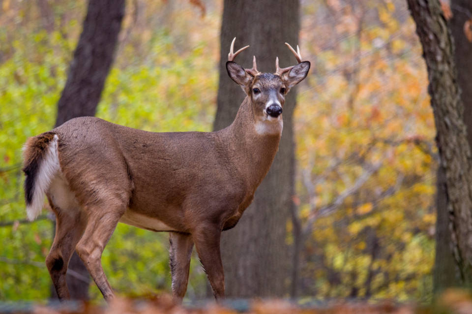 White-tailed Stag Deer Hunting Wallpaper