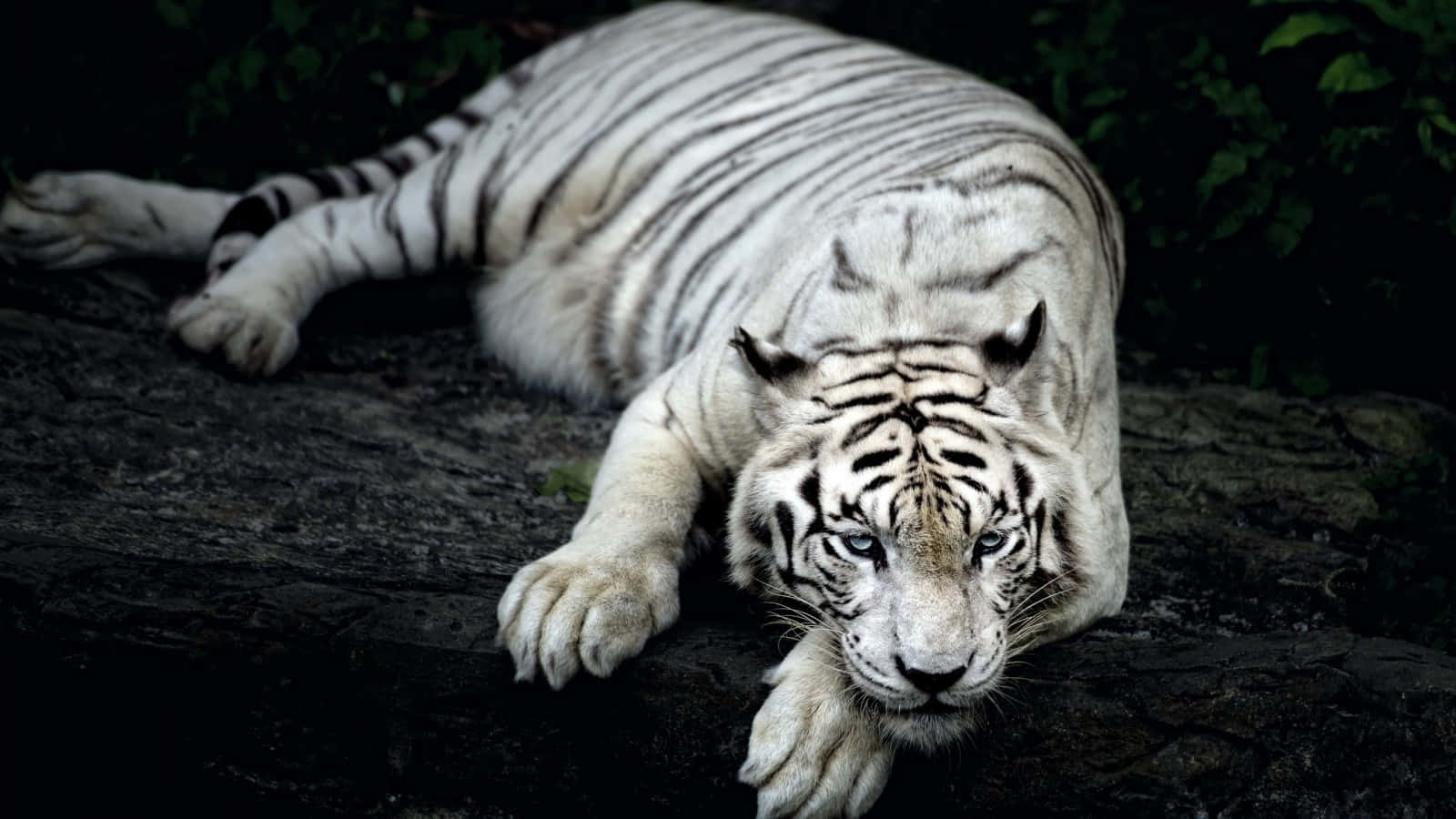 White Tiger Resting Singapore Zoo.jpg Wallpaper