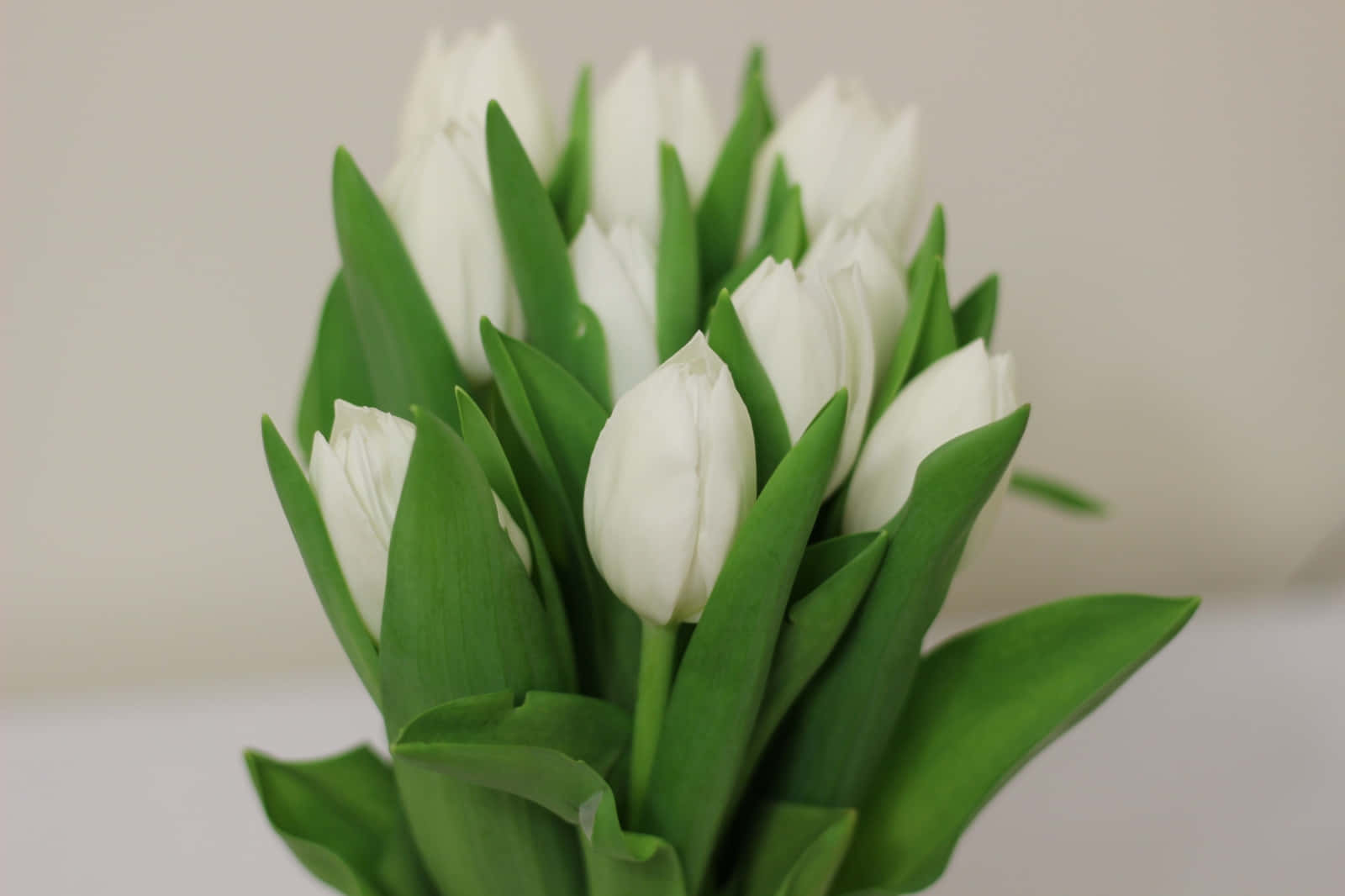 White Tulips Bouquet Aesthetic Wallpaper