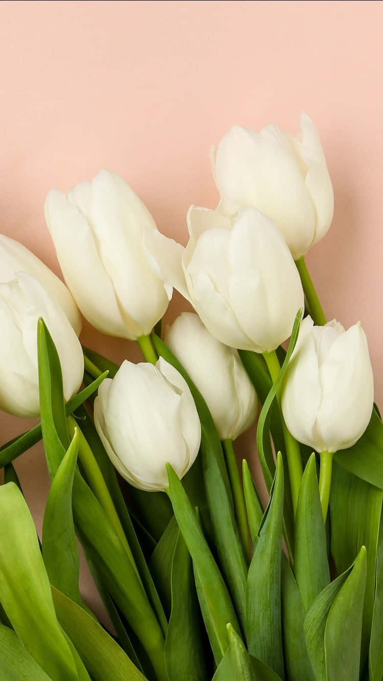 White Tulips Pink Backdrop Wallpaper