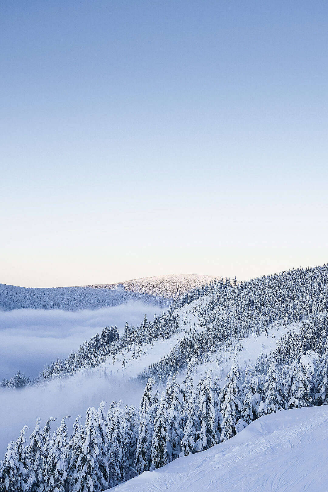 White Winter Hd Forest Wallpaper