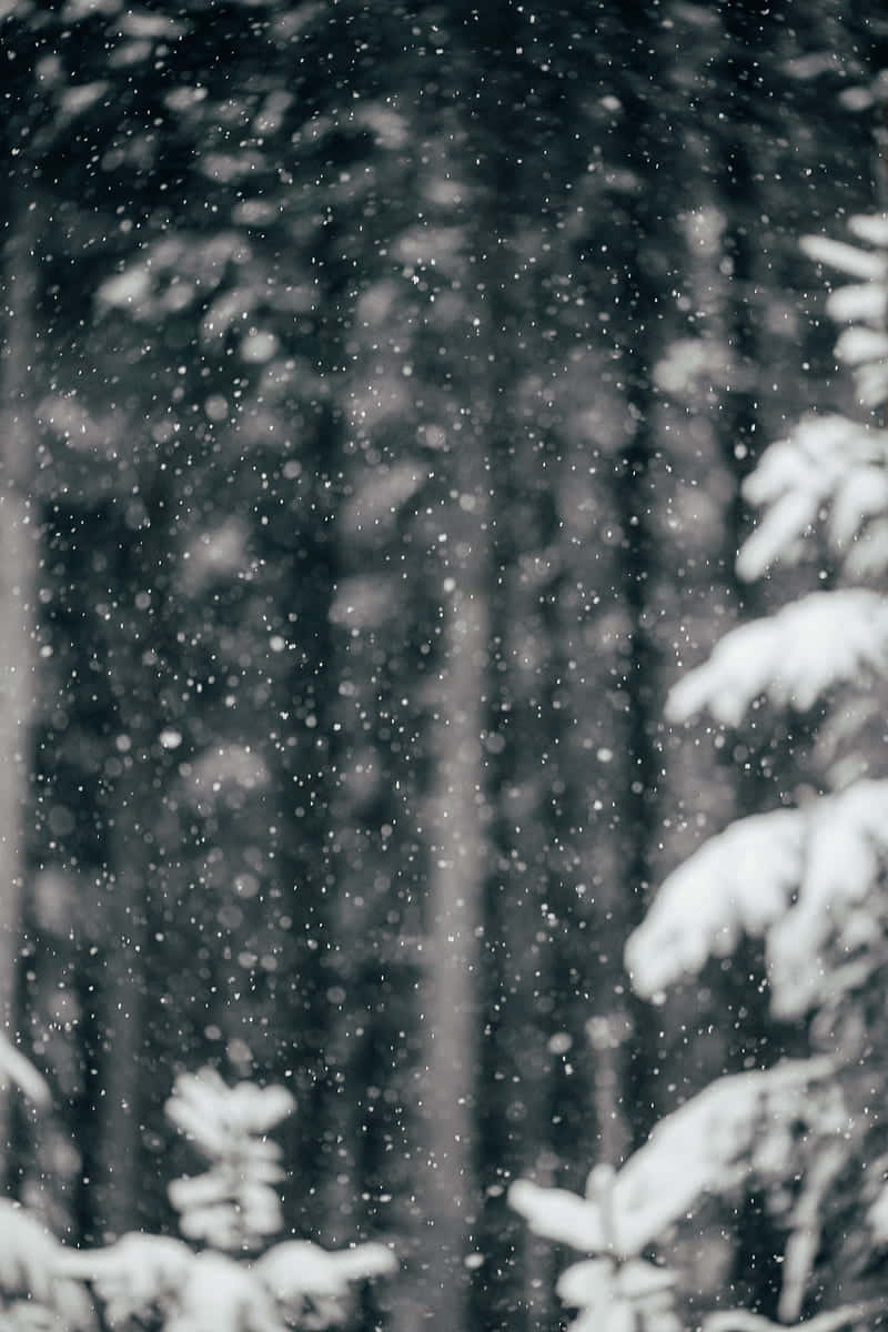 White Winter Wonderland Wallpaper