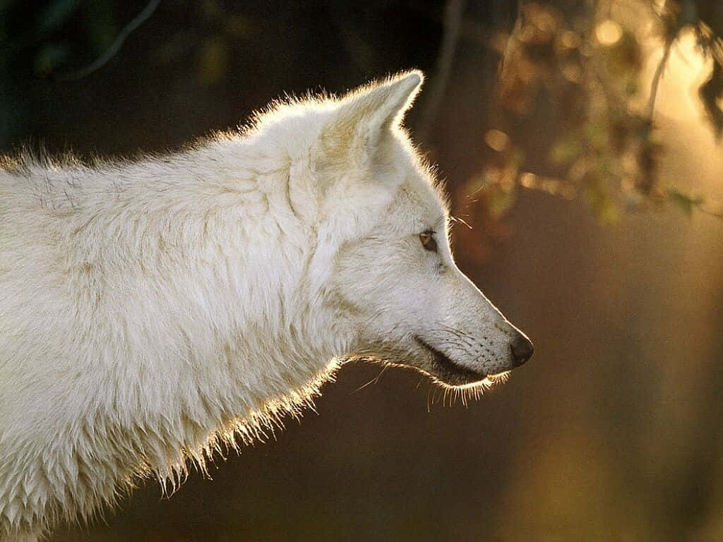 White Wolf In Snowy Landscape Wallpaper