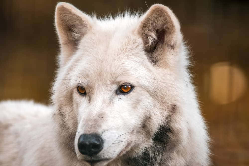 White Wolf Staring Intently In Snowy Terrain Wallpaper