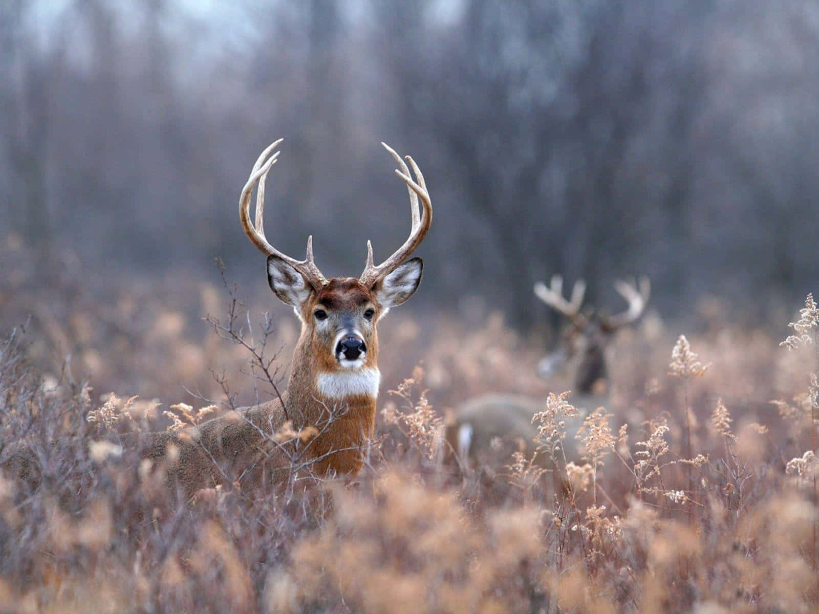 Whitetail Deer Peeking From Tall Grass Wallpaper