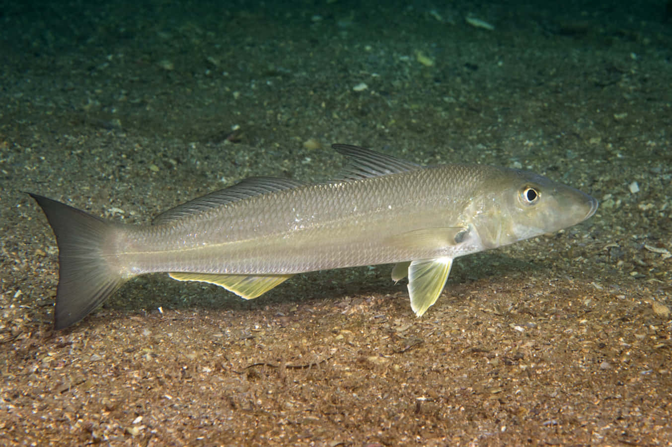 Whiting Fish Swimming Over Seabed.jpg Wallpaper