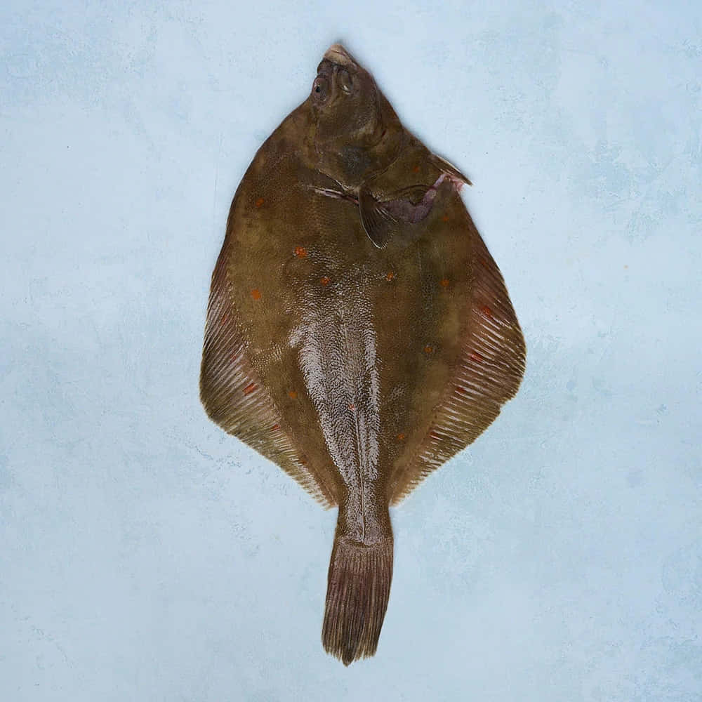 Whole Plaice Fishon Ice Wallpaper