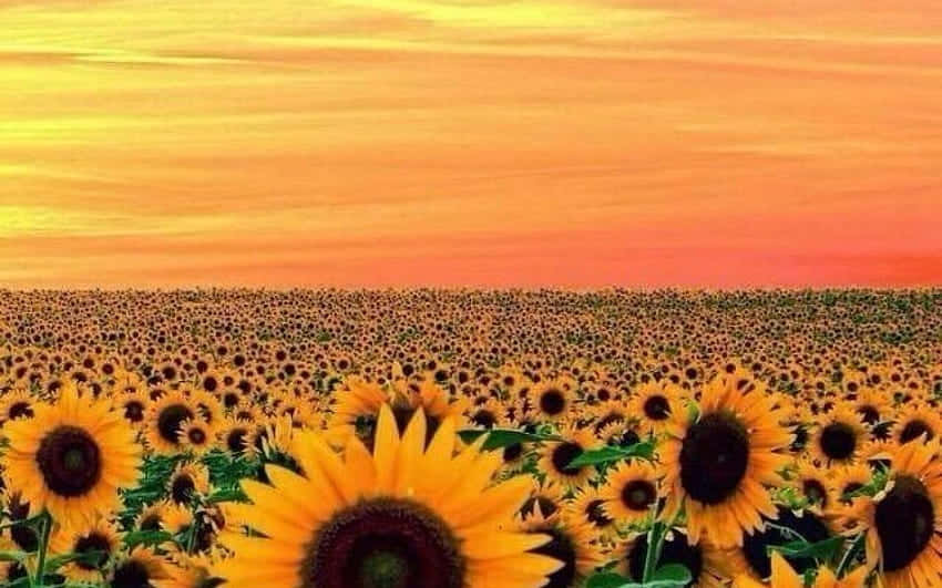 Wide Field Sunflower Yellow Tumblr Aesthetic Wallpaper