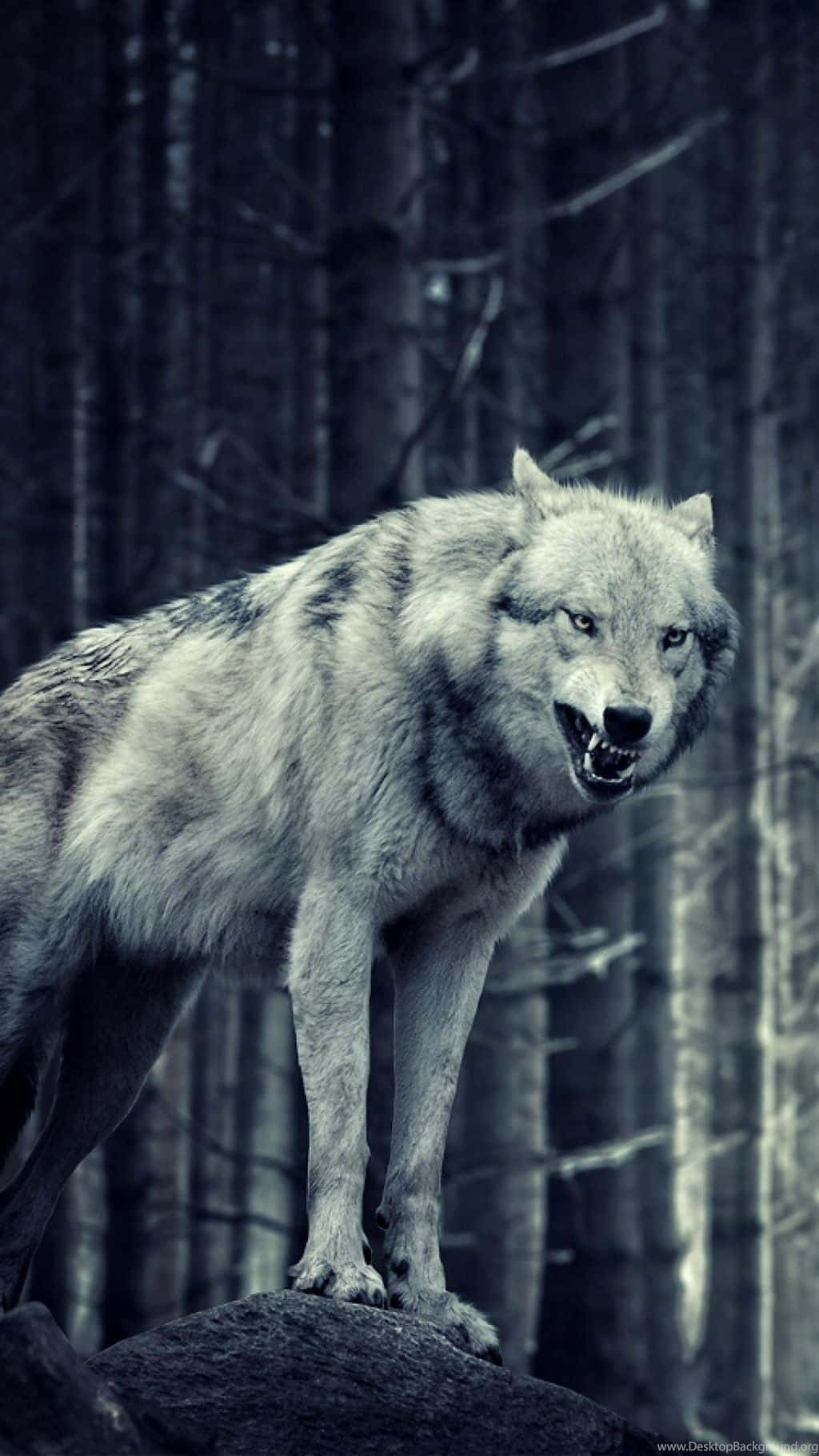 Wild And Fiercly Beautiful; A Majestic Wolf In Its Natural Environment Wallpaper