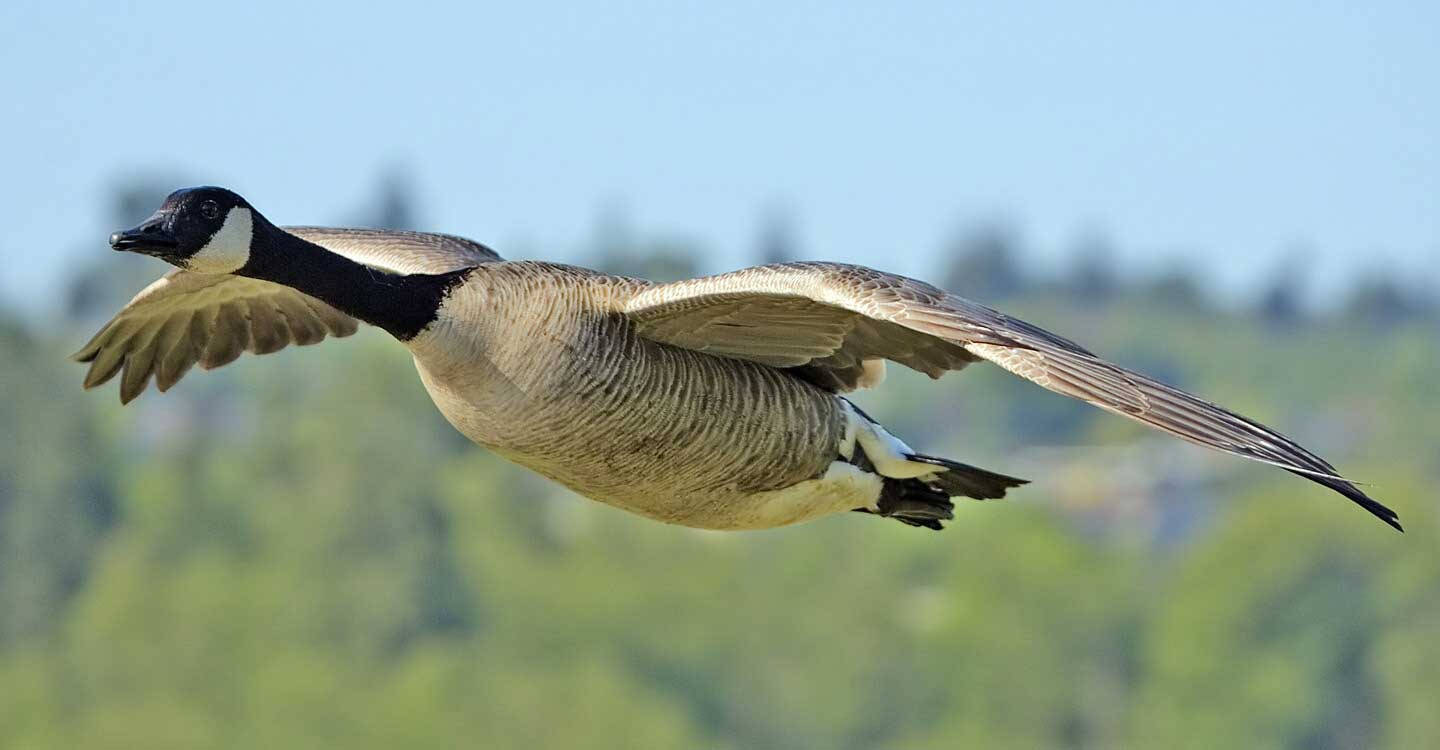 Wild Goose Flying Wallpaper