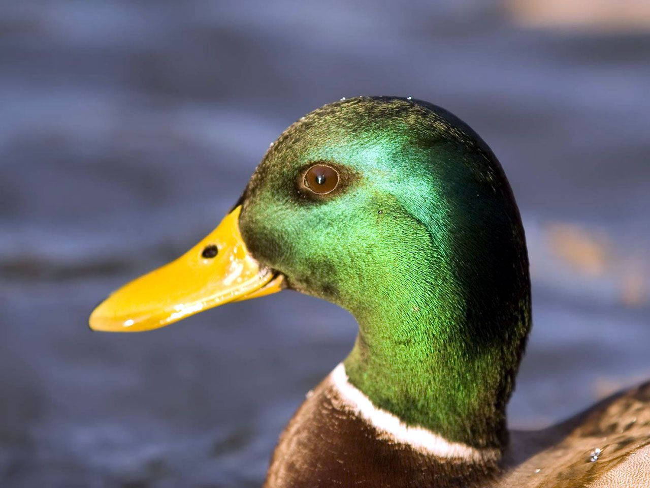 Wild Mallard Duck Wallpaper