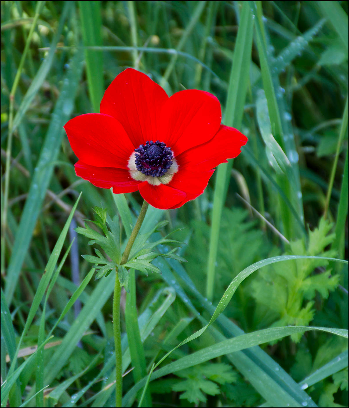 Wild Red Anemone Flower Wallpaper