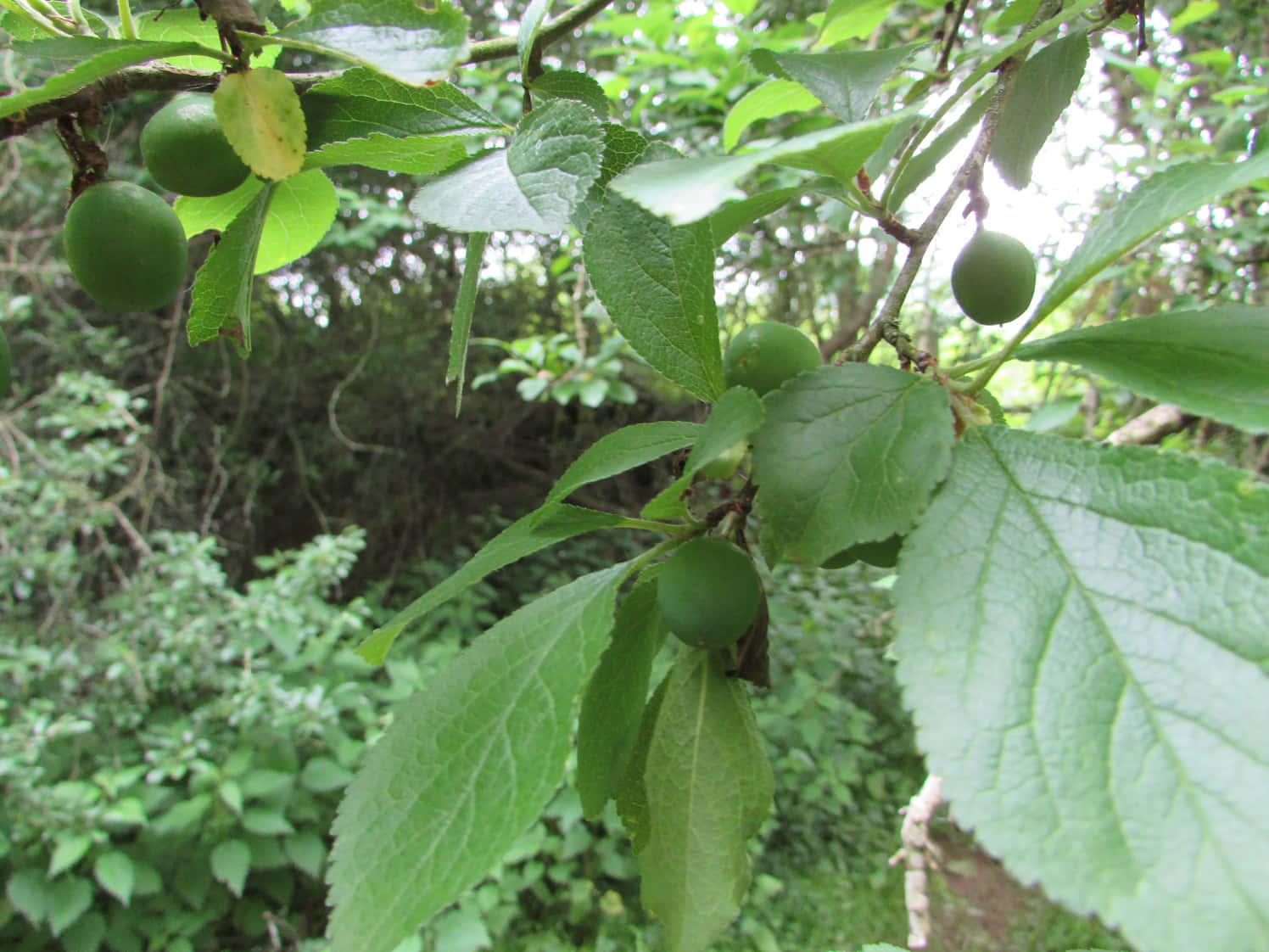 Wild Unripe Damson Plums On Branch Wallpaper