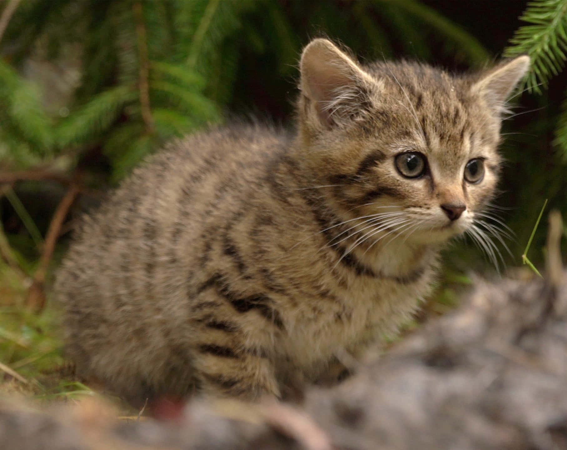 Wildcat Kittenin Nature.jpg Wallpaper